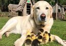 Susipažinkite: 11 metų labradoras Fredas jau antrą kartą gyvenime tampa įtėviu našlaičiais tapusiems ančiukams!