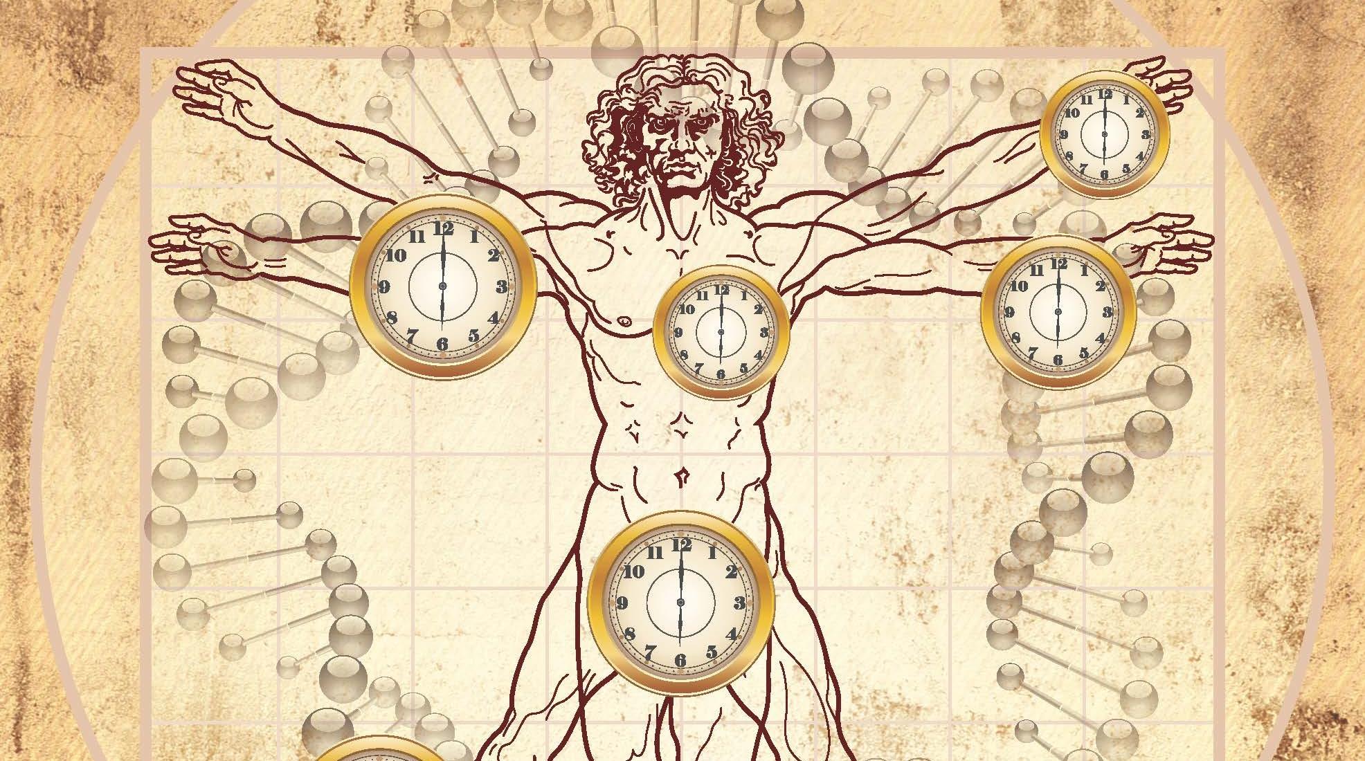 Биологически 5 часы. Биологические часы. Биоритмы человека. Биологические часы человеческого организма. Биологический ритм и часы.