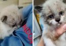 Vyras išėjo į gatvę ir išgirdo šio kačiuko pagalbos šauksmą