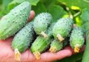 Agurkų tręšimas atvirame grunte: liaudiškos agronomų priemonės