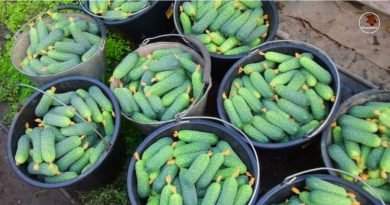 Stebuklingos  agurkų trąšos tiems, kuriems reikia turtingo derliaus