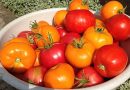 6 nenuginčijamos priežastys, kodėl pomidorus reikia valgyti kiekvieną dieną. Apie tai jūs tikrai nežinojote!