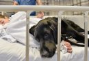 Nuo pažinties su 9-mečiu Džeimsu pradžios šuo nesitraukia nuo jo nė per žingsnį