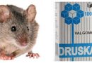 Atsikratome žiurkių ir pelių nenaudodami chemikalų kartą ir visiems laikams