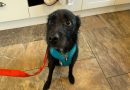 Šis šuo buvo atvestas į veterinarijos gydytoją, kad būtų užmigdyta po to, kai su šeima praleido tik 5 savaites, nes jis lojo ant kitų šunų ir žmonių