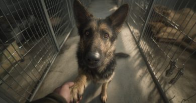 Aš paėmiau namo nepageidaujamą šunį iš prieglaudos — o po kelių savaičių negalėjau patikėti tuo, kas įvyko…