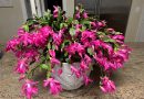 Kaip padaryti, kad jūsų kalėdinis kaktusas (Schlumbergera) žydėtų visus metus