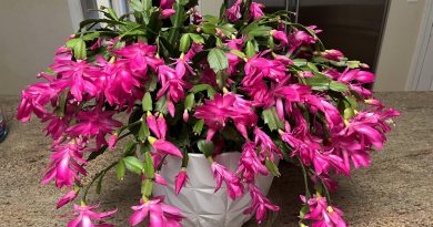 Kaip padaryti, kad jūsų kalėdinis kaktusas (Schlumbergera) žydėtų visus metus