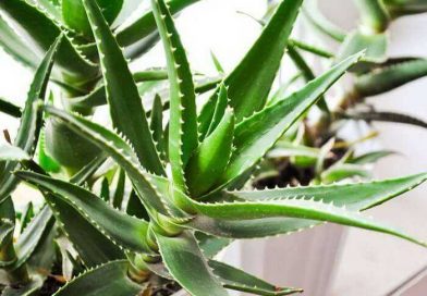 9 augalai, kurie panaikins blogą aurą, prisotins namus deguonies ir papuoš interjerą — o antro augalo poveikio aš pati nesitikėjau