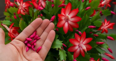 Kodėl mano Kalėdinio kaktuso (Schlumbergera) pumpurai nukrenta?