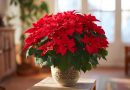 «Kalėdų žvaigždė» puansetija — pagrindinės priežiūros paslaptys ir taisyklės apie gėlę