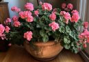 Pelargonija — natūralus antiseptikas ir jūsų namų saugotoja. Ši paprasta gėlė veikia tyliau nei bet kokie oro valytuvai