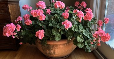 Pelargonija — natūralus antiseptikas ir jūsų namų saugotoja. Ši paprasta gėlė veikia tyliau nei bet kokie oro valytuvai