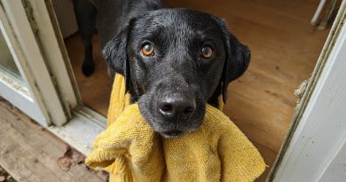 Mano šuo parnešė namo mano mirusios dukters megztinį, o tada nuvedė mane ten, kur mane paliko be žodžių…