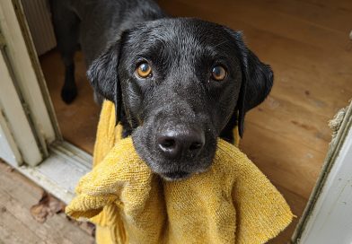 Mano šuo parnešė namo mano mirusios dukters megztinį, o tada nuvedė mane ten, kur mane paliko be žodžių…