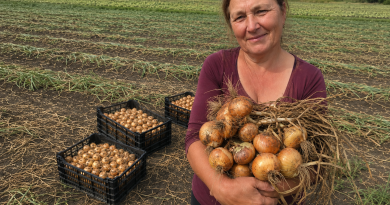 Ką reikia padaryti su svogūnais po derliaus nuėmimo, kad jie ilgai laikytųsi ir nepradėtų pūti. Patyrusių daržininkų patarimai