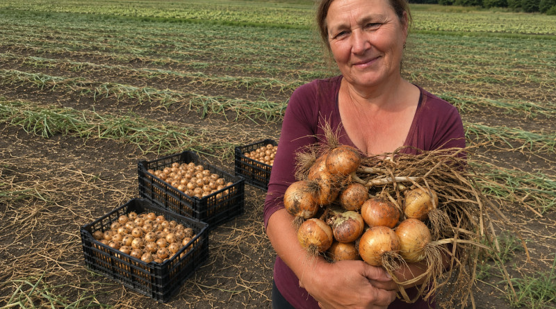 Ką reikia padaryti su svogūnais po derliaus nuėmimo, kad jie ilgai laikytųsi ir nepradėtų pūti. Patyrusių daržininkų patarimai