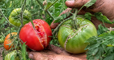 Kodėl pomidorai trūkinėja tiesiai ant krūmų: pagrindinės priežastys ir ką daryti, kad išsaugotumėte derlių