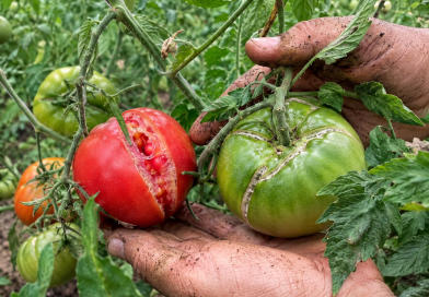 Kodėl pomidorai trūkinėja tiesiai ant krūmų: pagrindinės priežastys ir ką daryti, kad išsaugotumėte derlių