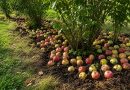 Nukritusių obuolių neišmetu: paberiu juos po vaismedžiais ir uogakrūmiais. Paprastas būdas, kurį verta žinoti