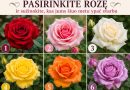  Pasirinkite rožę ir sužinokite, kas šiuo metu jums gyvenime yra ypač svarbu
