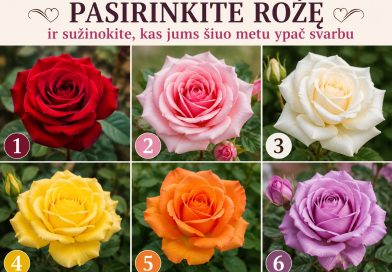  Pasirinkite rožę ir sužinokite, kas šiuo metu jums gyvenime yra ypač svarbu