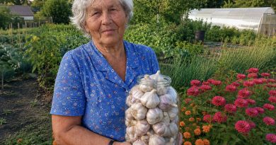 Kad česnakai nepradėtų gesti jau po mėnesio nuo derliaus nuėmimo, juos reikia tinkamai paruošti laikymui ir tinkamai laikyti. Patyrusių daržininkų patarimai