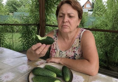 Kodėl ką tik nuo lysvės nuskinti švieži agurkai staiga būna kartūs: priežastis, apie kurią daugelis daržininkų net neįtaria