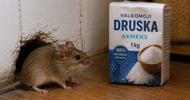 Atsikratome žiurkių ir pelių be chemikalų: paprastas būdas, kurį verta išbandyti