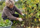 Kaip teisingai genėti serbentus rudenį. Svarbiausios taisyklės, kad neprarastumėte krūmo