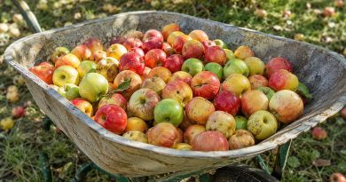 Neišmeskite nukritusių obuolių! Rudenį jie dar gali būti labai naudingi darže