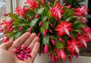 3 priežastys, kodėl jūsų kalėdinis kaktusas (Schlumbergera) pradėjo mesti pumpurus – ir ką dabar daryti