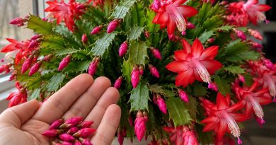 3 priežastys, kodėl jūsų kalėdinis kaktusas (Schlumbergera) pradėjo mesti pumpurus – ir ką dabar daryti